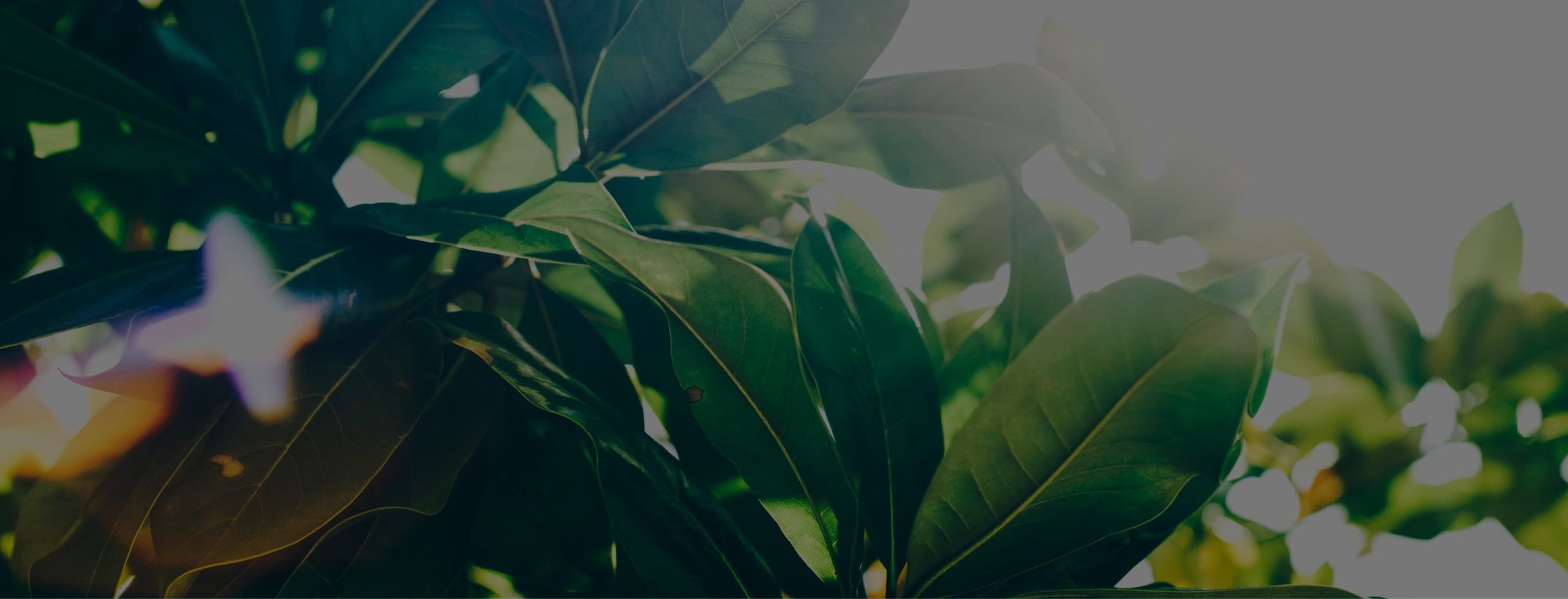 Current background information & facts about all topics in Tucherpark